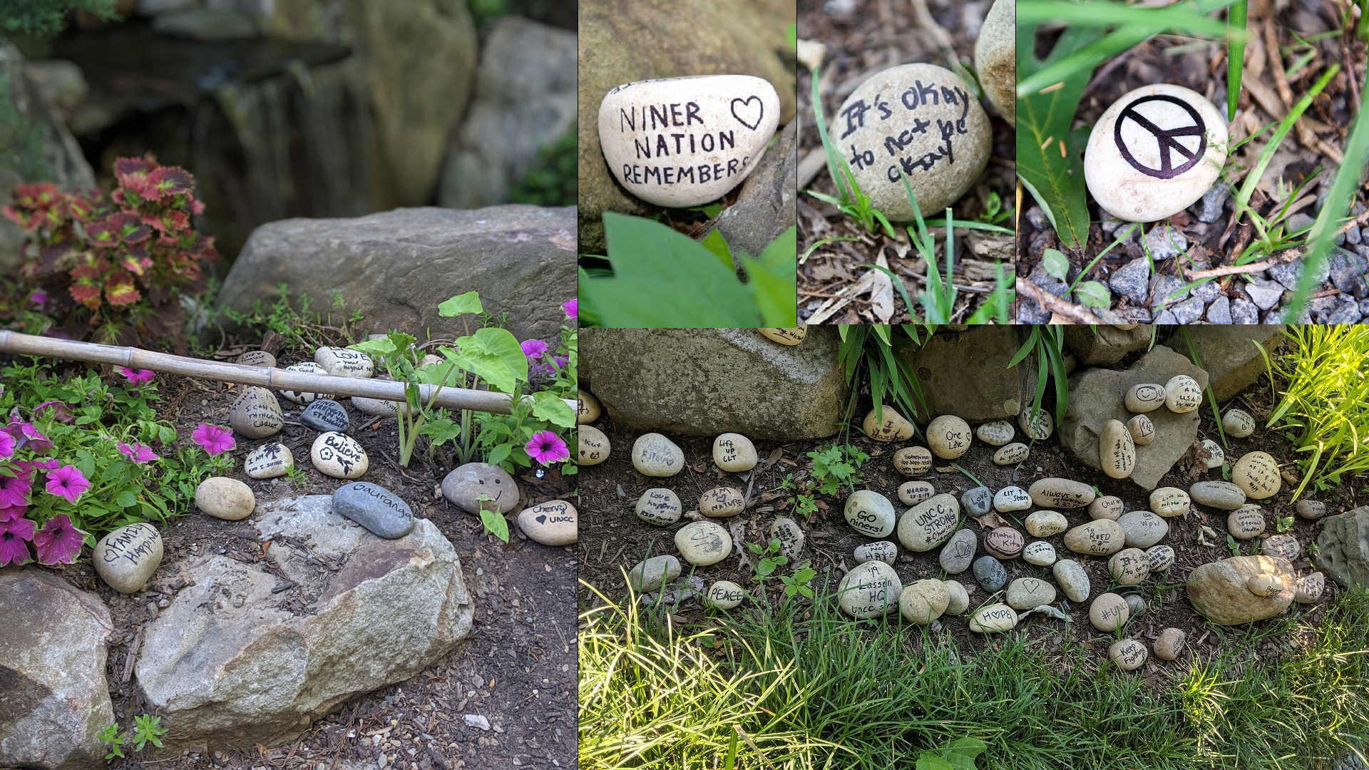 stones in the garden, with messages for Niner Nation
