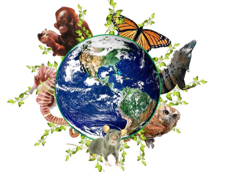 illustration of th Earth with animals around it