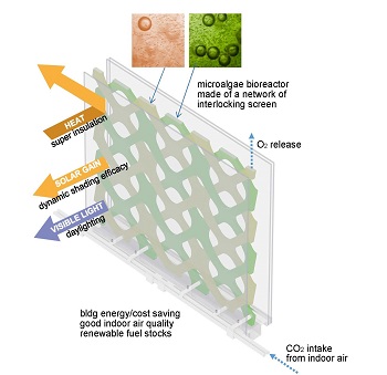 diagram of microalgae window