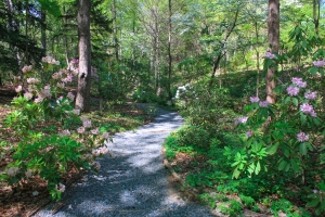 garden path in spring