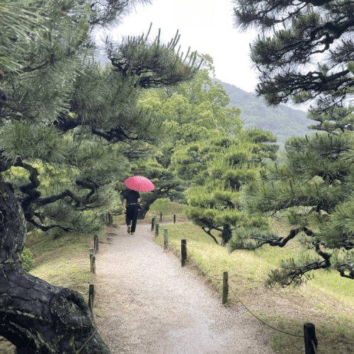 forest with a person with red umbrella
