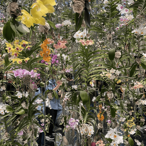 colorful flowers