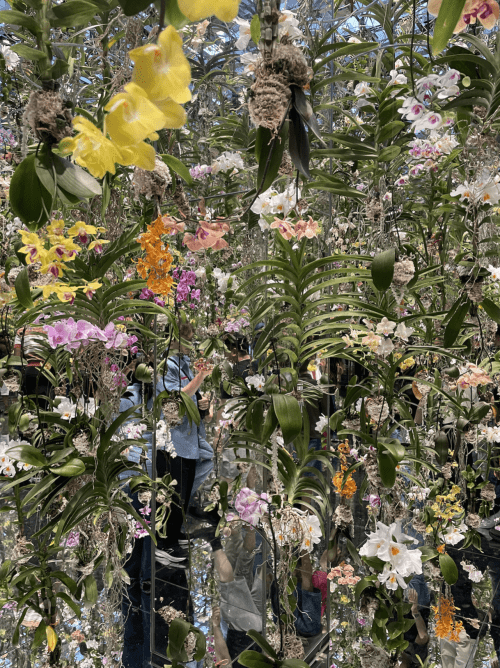 colorful flowers