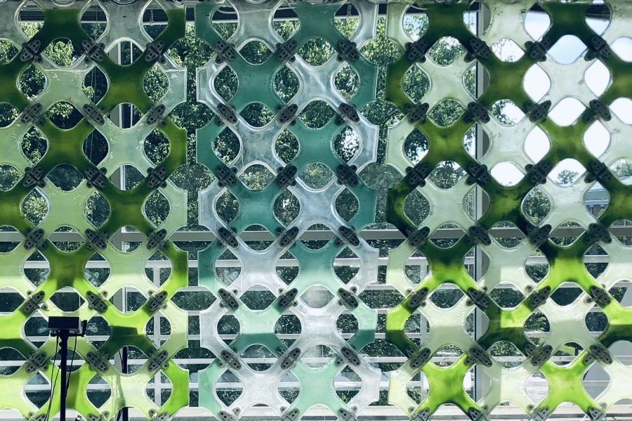 Close up of algae wall in diamond pattern against window