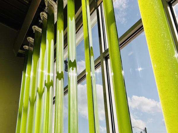 photo of the window blades with algae water inside
