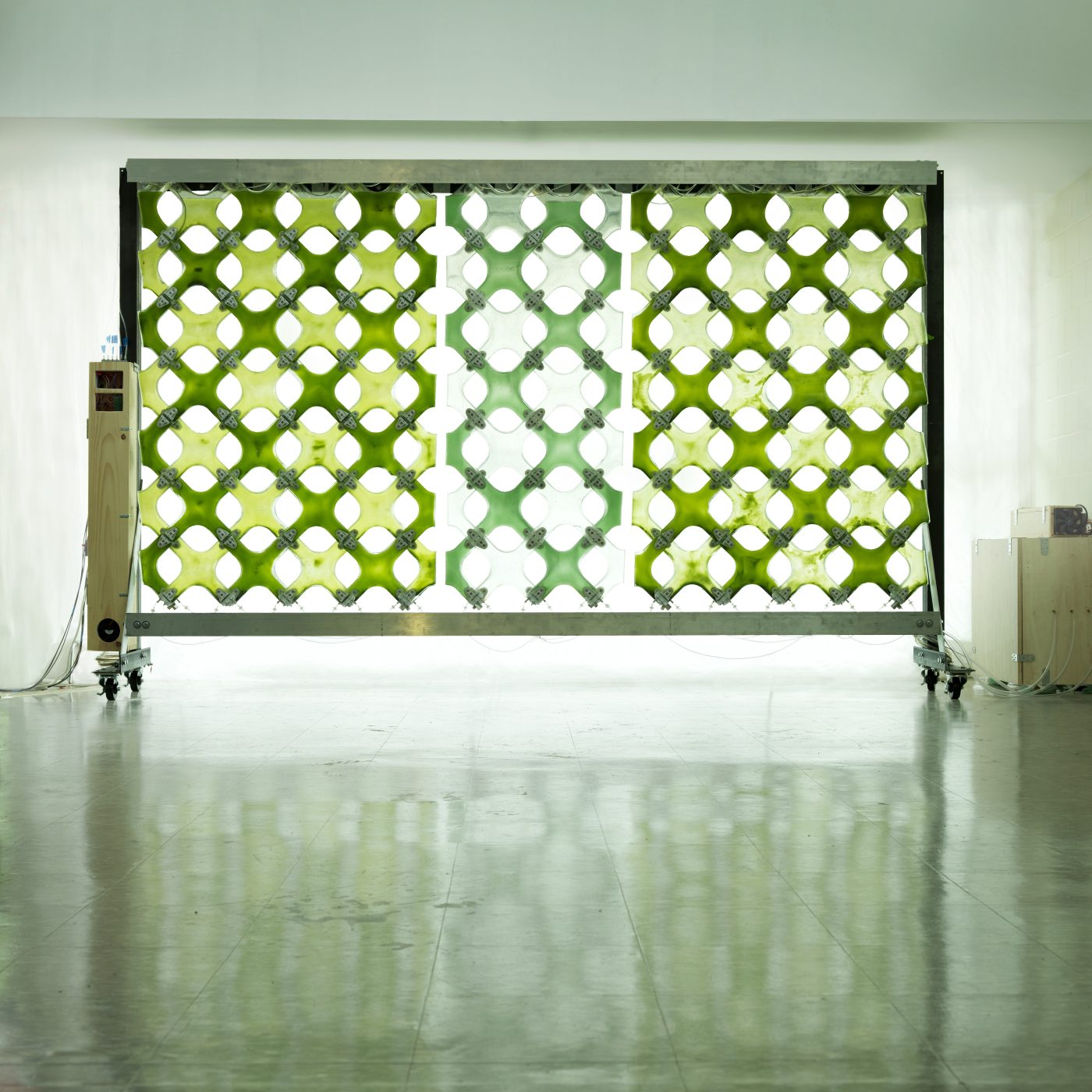 algae wall 1
