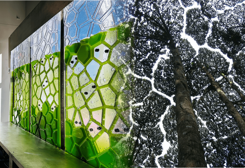 algae