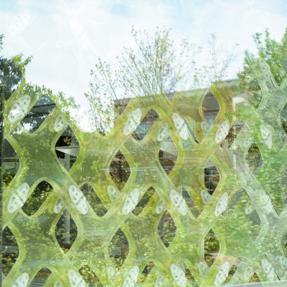 algae wall 2